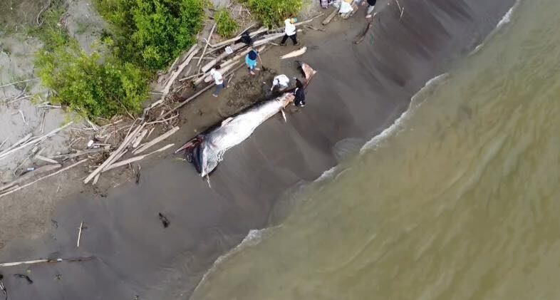Ballena minke hallada sin vida en el río Turbo.