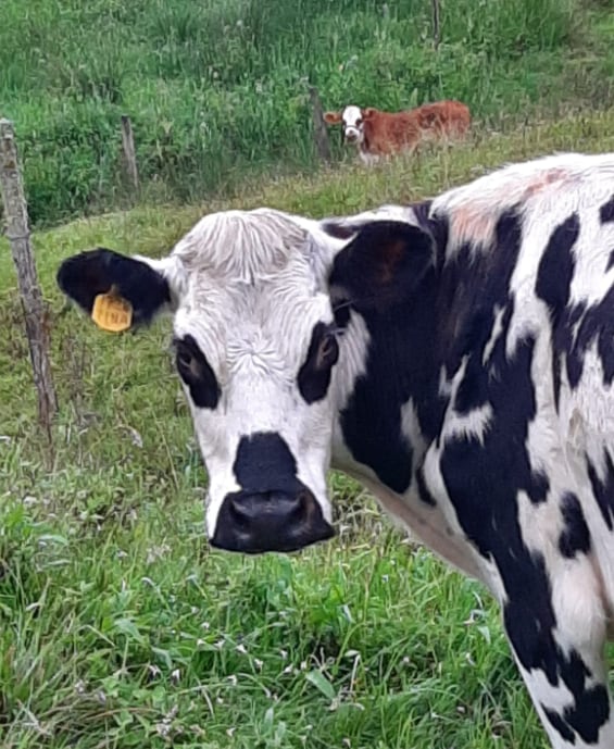 De acuerdo con la información obtenida estos sujetos aprovechaban su calidad de administradores para hurtar el ganado