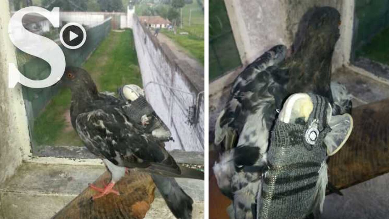 Esta fue la paloma que detuvieron los guardias.