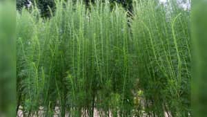 La cola de caballo contiene sílice que activa la formación de colágeno, que aporta beneficios para la piel y el cabello. Foto: Getty Images.