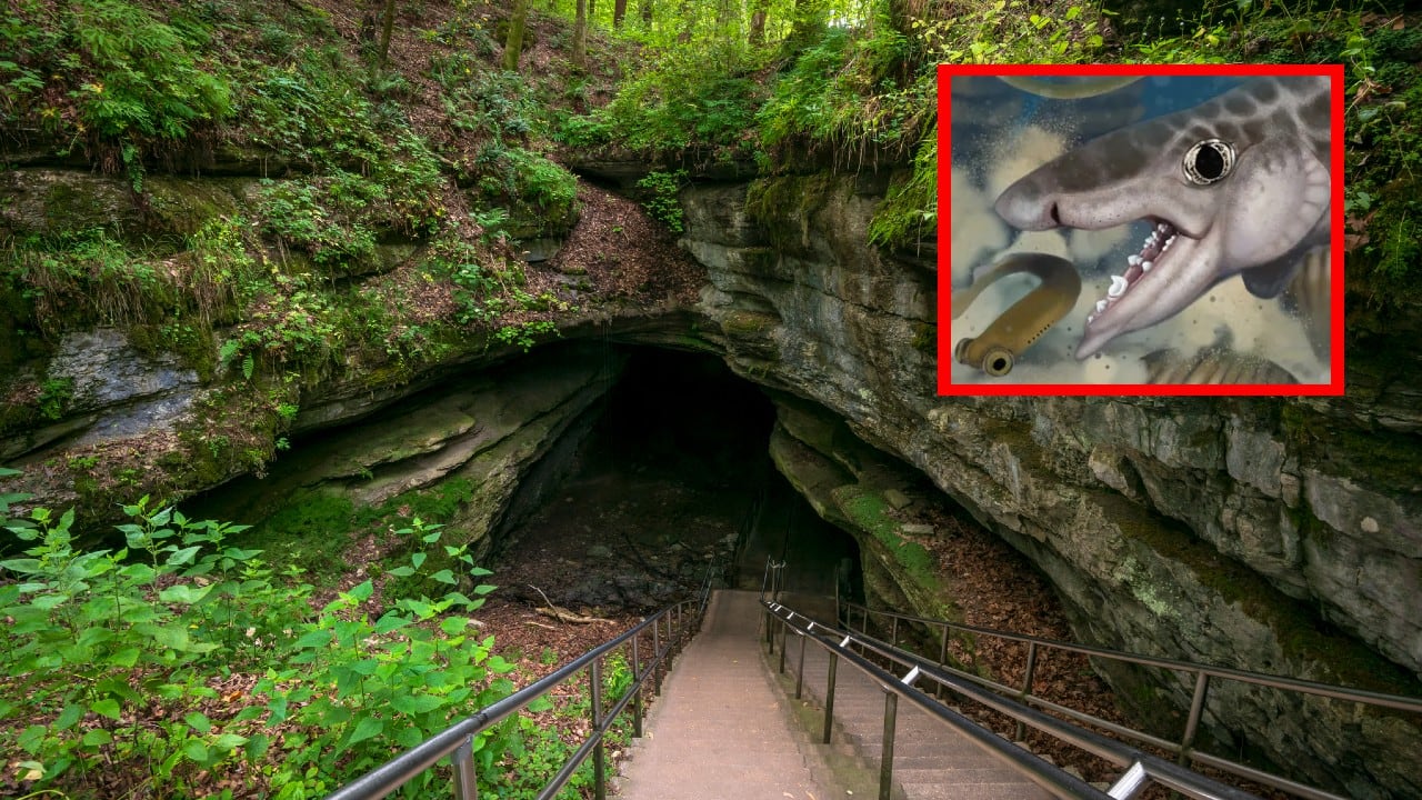 Este es el tiburón prehistórico que reaparece en la cueva más grande del mundo.