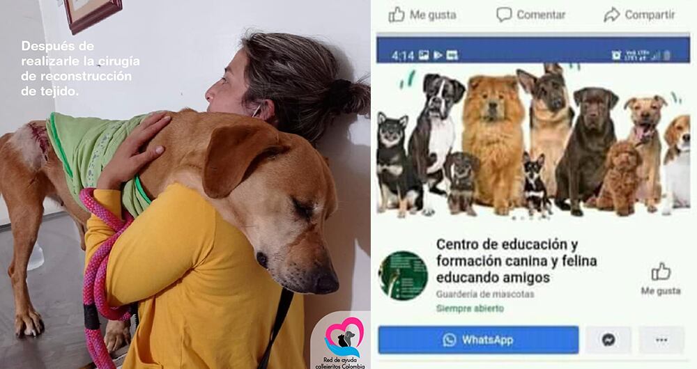 Naia fue llevada a "Educando amigos" porque la fundación que la recogió no tenía espacio para ayudarla en su desarrollo, tras haber sido maltratada por su anterior dueño. Ahora trata de recuperarse de este nuevo episodio de violencia, luego de una delicada cirugía.