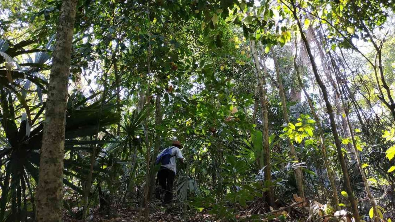 La ONU considera importante que el hombre haga las paces con la naturaleza. Foto: Jhon Barros