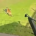 Hombre muere tras entrar a un recinto de Tigres
