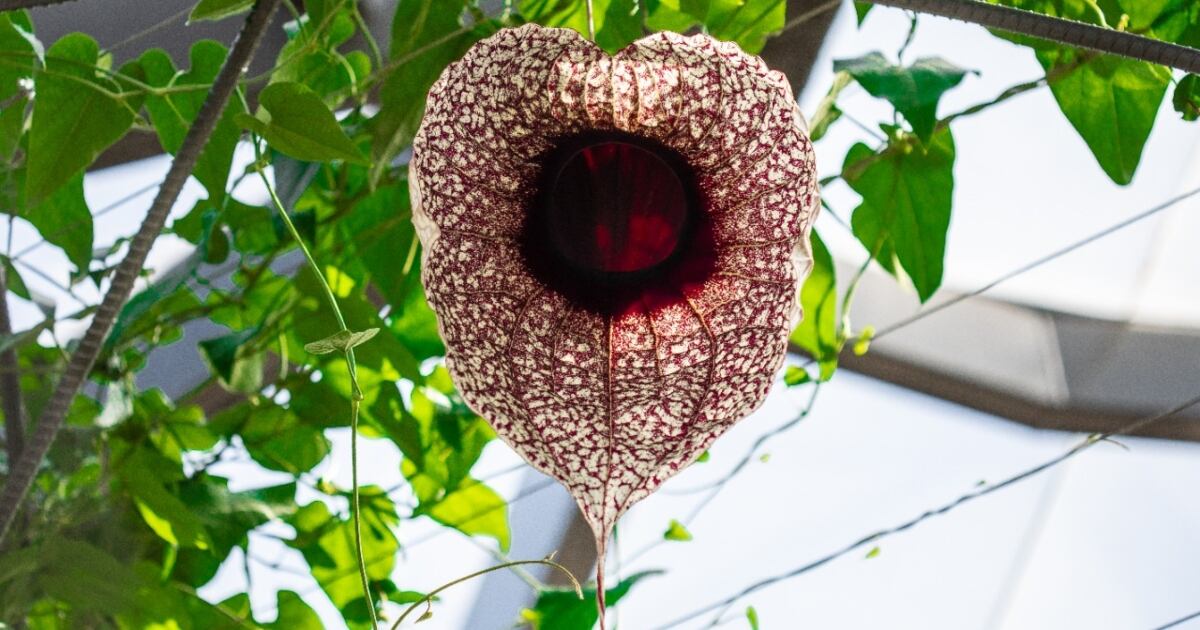 Florecimiento de la capitana (Aristolochia grandiflora), una flor hermafrodita nativa de Centroamérica que se encuentra en el Jardín Botánico de Bogotá.
