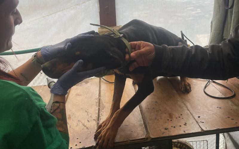 Todos los animales fueron remitidos a la Unidad de Cuidado Animal