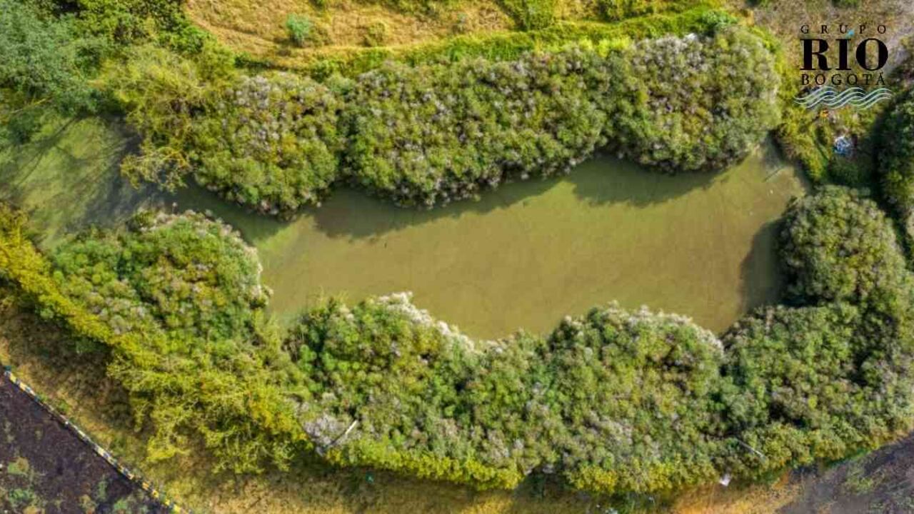 Este ecosistema, descrito como un tesoro escondido por la autoridad ambiental, está ubicado en predios particulares en los que operaba, hasta hace poco tiempo, una empresa de construcción. Foto: cortesía CAR.