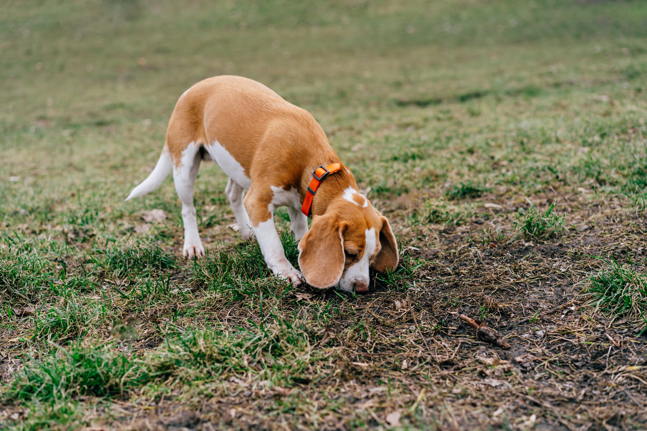Los paseos olfativos son clave para la salud física y emocional de los perros.