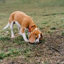 Los paseos olfativos son clave para la salud física y emocional de los perros.
