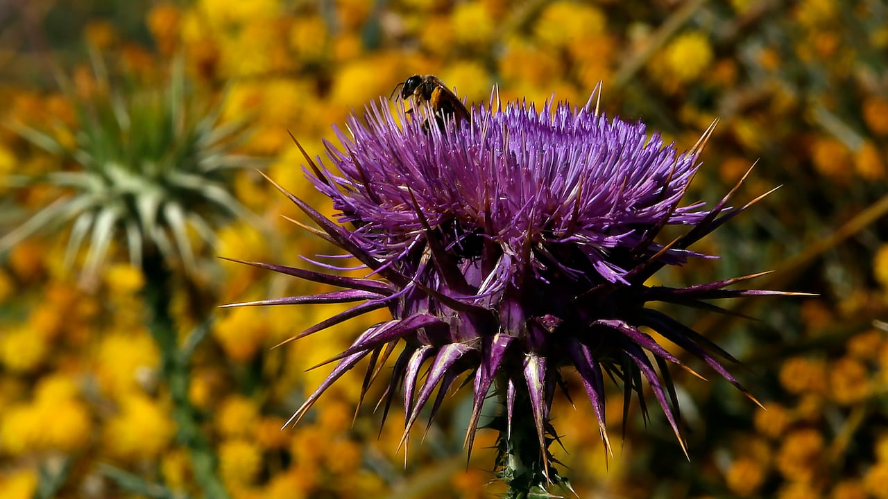 Abeja.