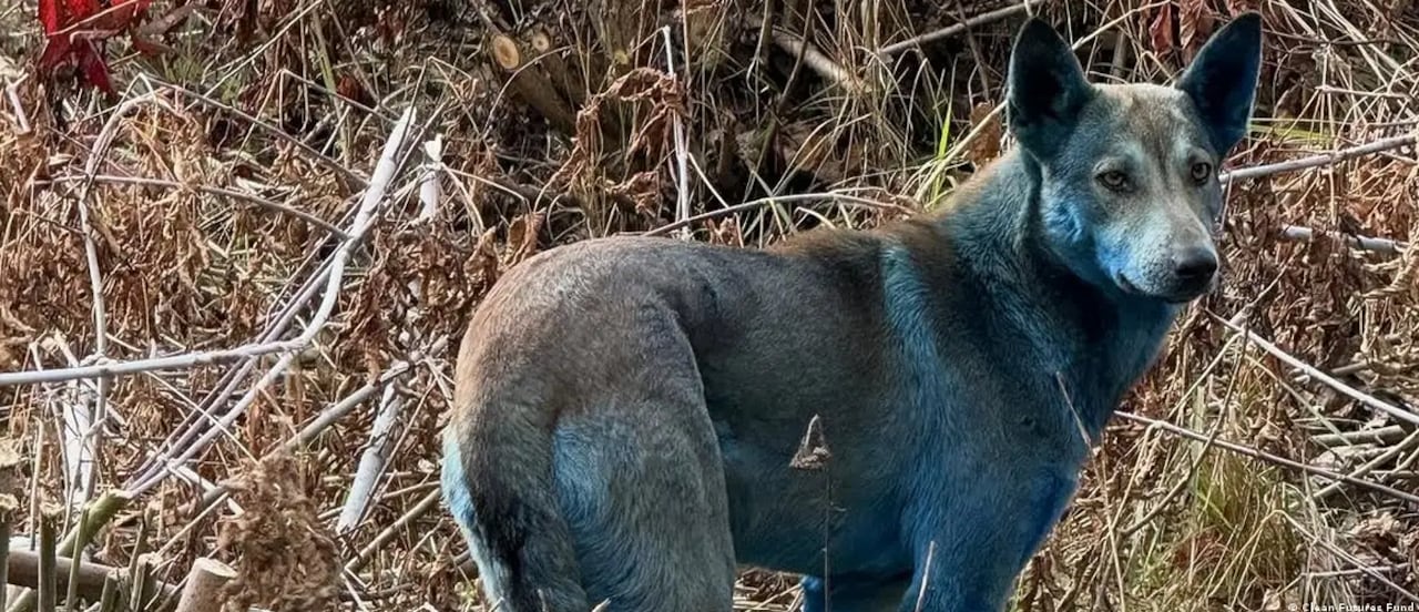 Clean Futures Fund intentó capturar a los perros para esterilizarlos, pero su timidez lo impidió.