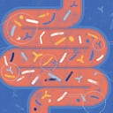 La microbiota cumple funciones clave como proteger el cuerpo de infecciones y bacterias.