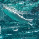 Cada año llegan al mar por lo menos 12 millones de toneladas de productos plásticos que contaminan y ponen en riesgo la supervivencia de las especies que allí habitan.