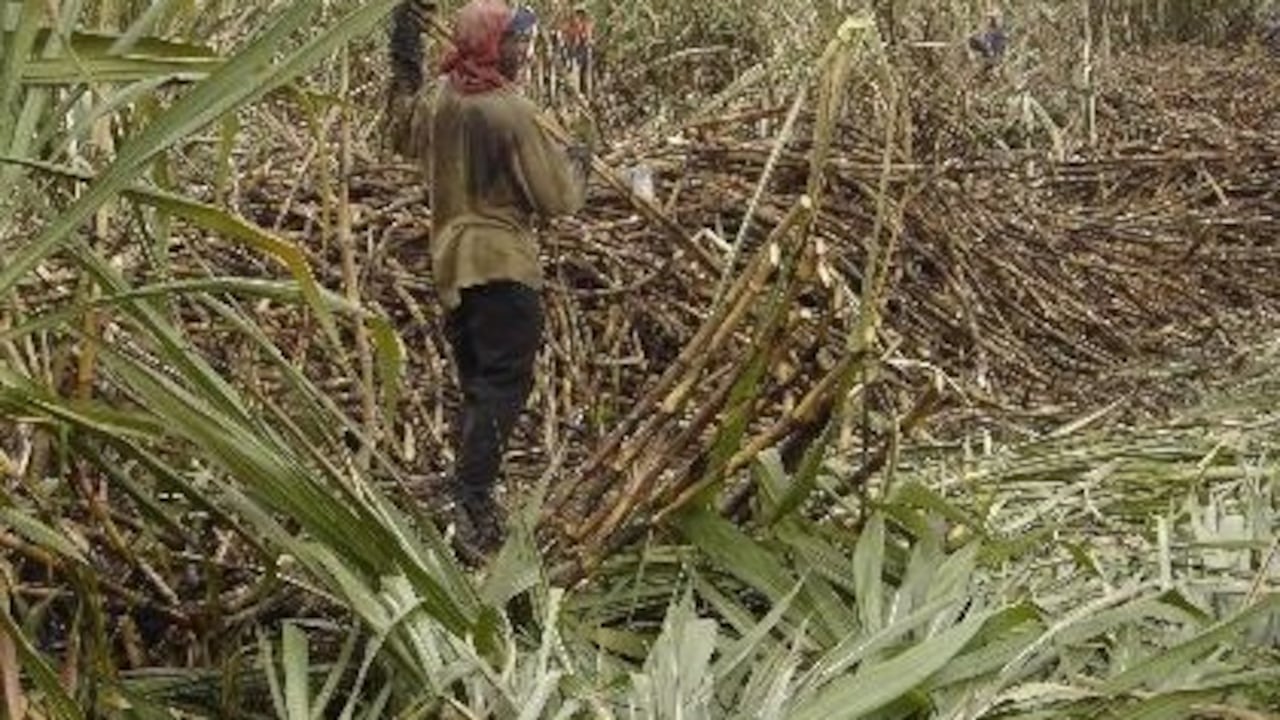 Miles de cortadores de caña exigen mejores condiciones laborales.