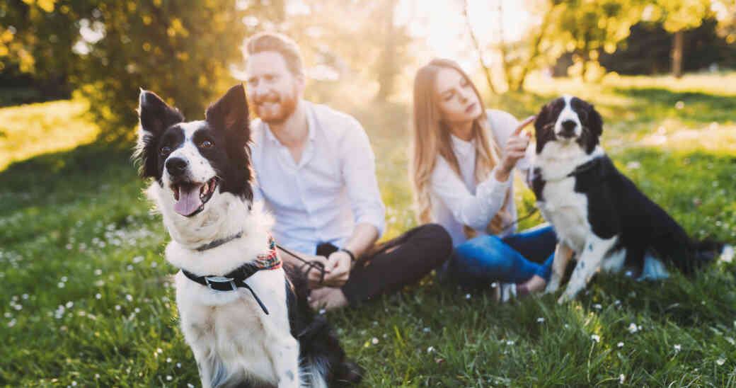 Son numerosos los beneficios que puede traer para ti y tu mascota.