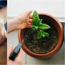 Pepa de aguacate como abono casero