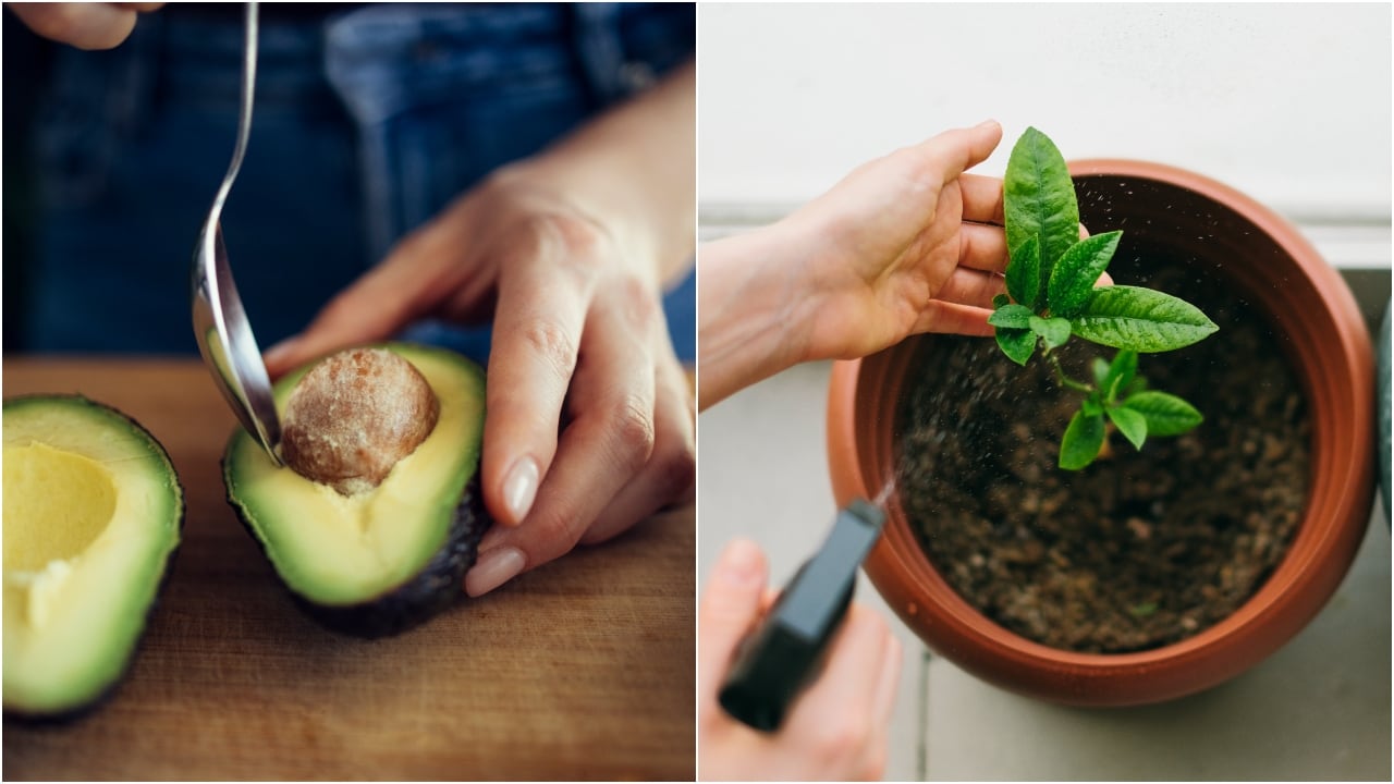 Pepa de aguacate como abono casero.