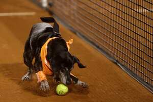 Un perro que está en adopción en la ONG Anonymous Paws recupera pelotas durante el torneo Abierto de Tenis de Río en Río de Janeiro, Brasil, el martes 15 de febrero de 2022. Foto AP/Bruna Prado