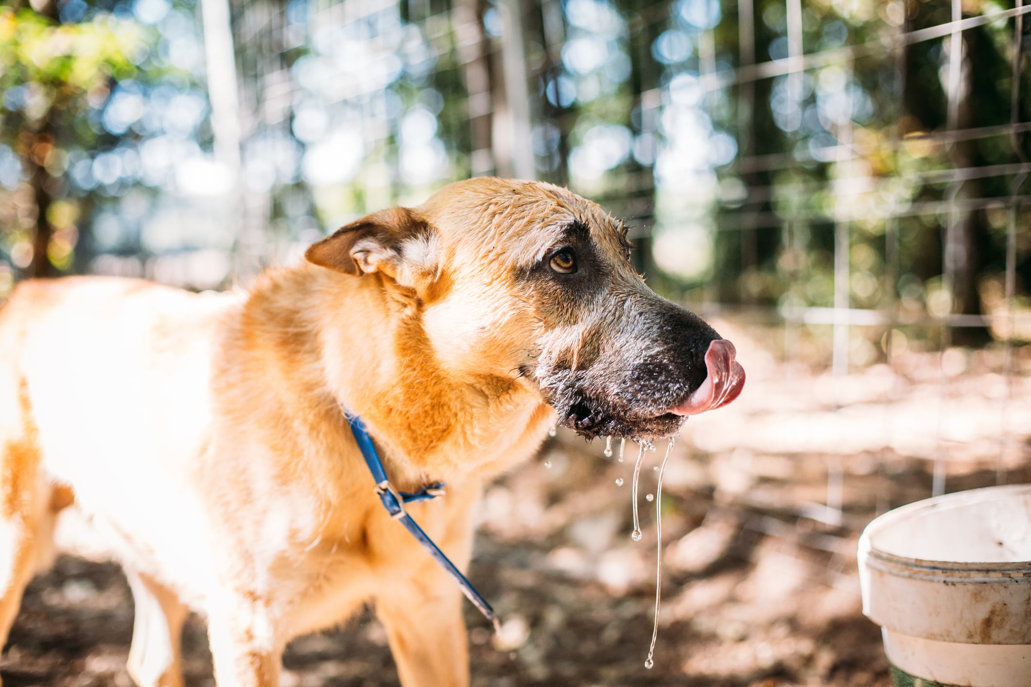 La salivación excesiva es uno de los síntomas de la rabia en perros