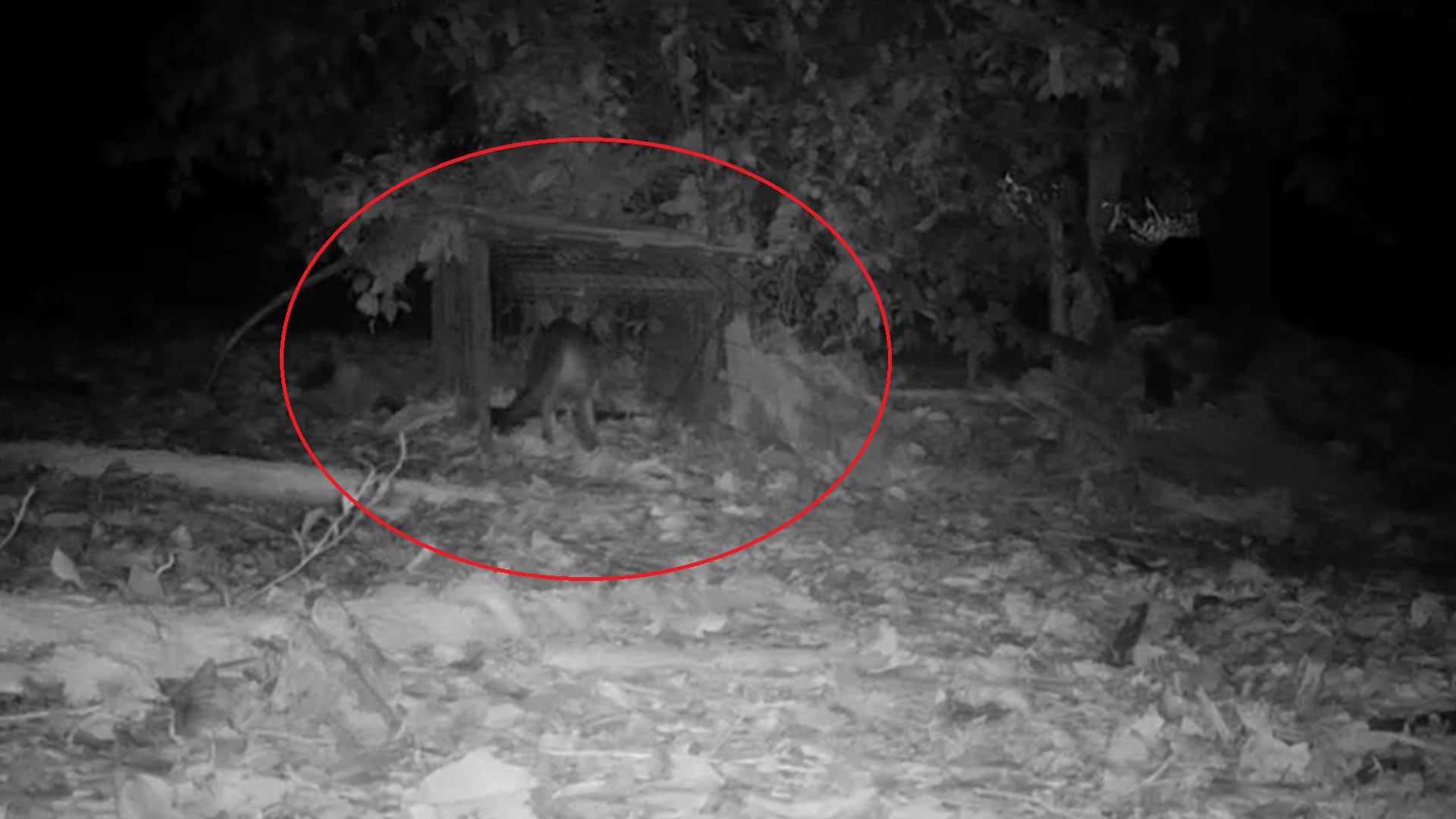 Avistamiento de zorro perro en Medellín.