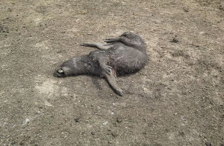 La Gobernación asegura que la deforestación se causa principalmente en Boyacá (Wilson Durán / laschivasdelllano.com).