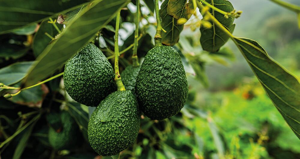 Se requería una jurisdicción agraria porque la ruralidad ha sido una de las zonas en donde más difícil ha sido garantizar el acceso efectivo a la justicia.