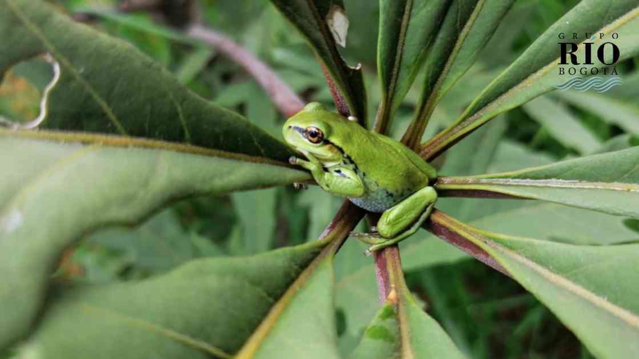 La rana sabanera cuenta con amenazas como especies invasoras y contaminación del agua. Foto: Yerson Cruz.