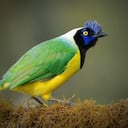 Carriquí verdiamarillo (Cyanocorax yncas).