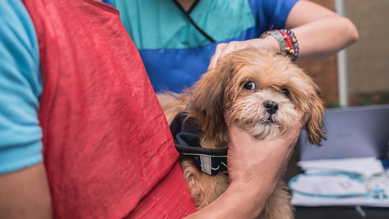 Foto referencia sobre perro vacunado.
