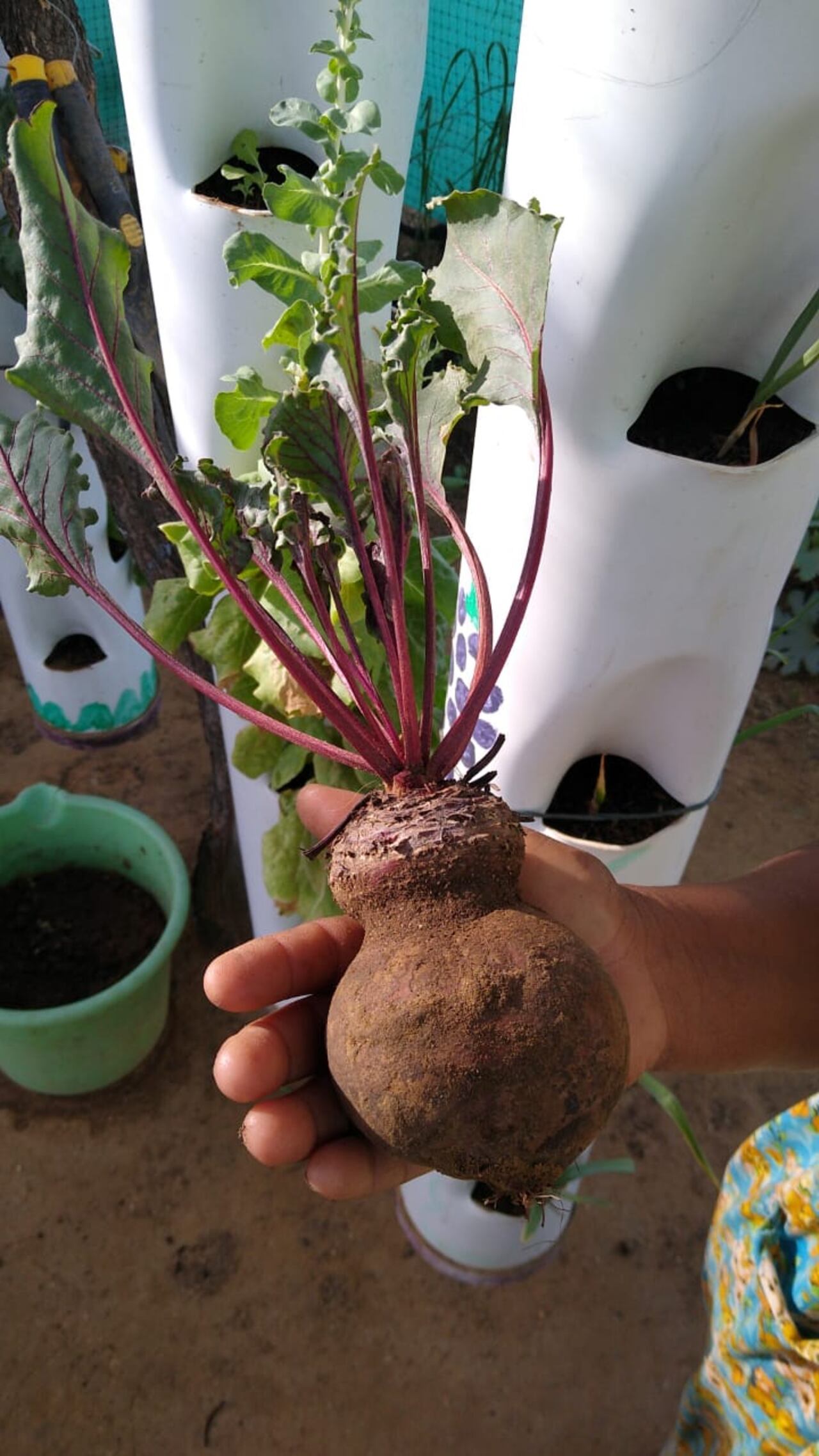 Remolacha, sembrada en Uribia, La Guajira