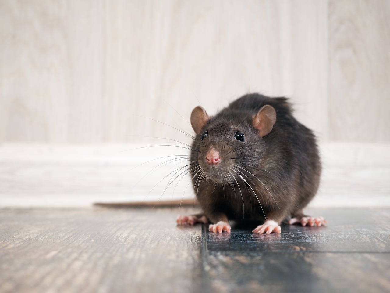 Rata