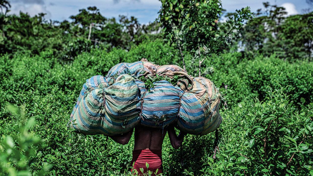 Con récords de cultivos y de producción de coca, el Gobierno Petro no la tendrá fácil con la adminis-tración Trump.