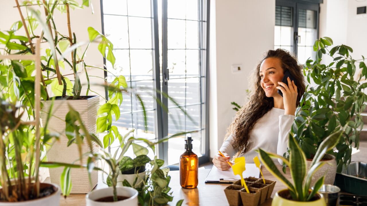 Feng Shui en verde: conoce las propiedades únicas del filodendro en su espacio vital.