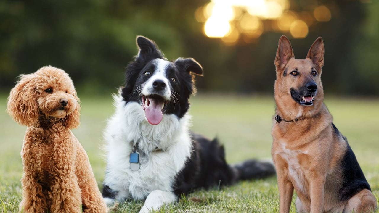 Poodle, Border Collie y Pastor Alemán.