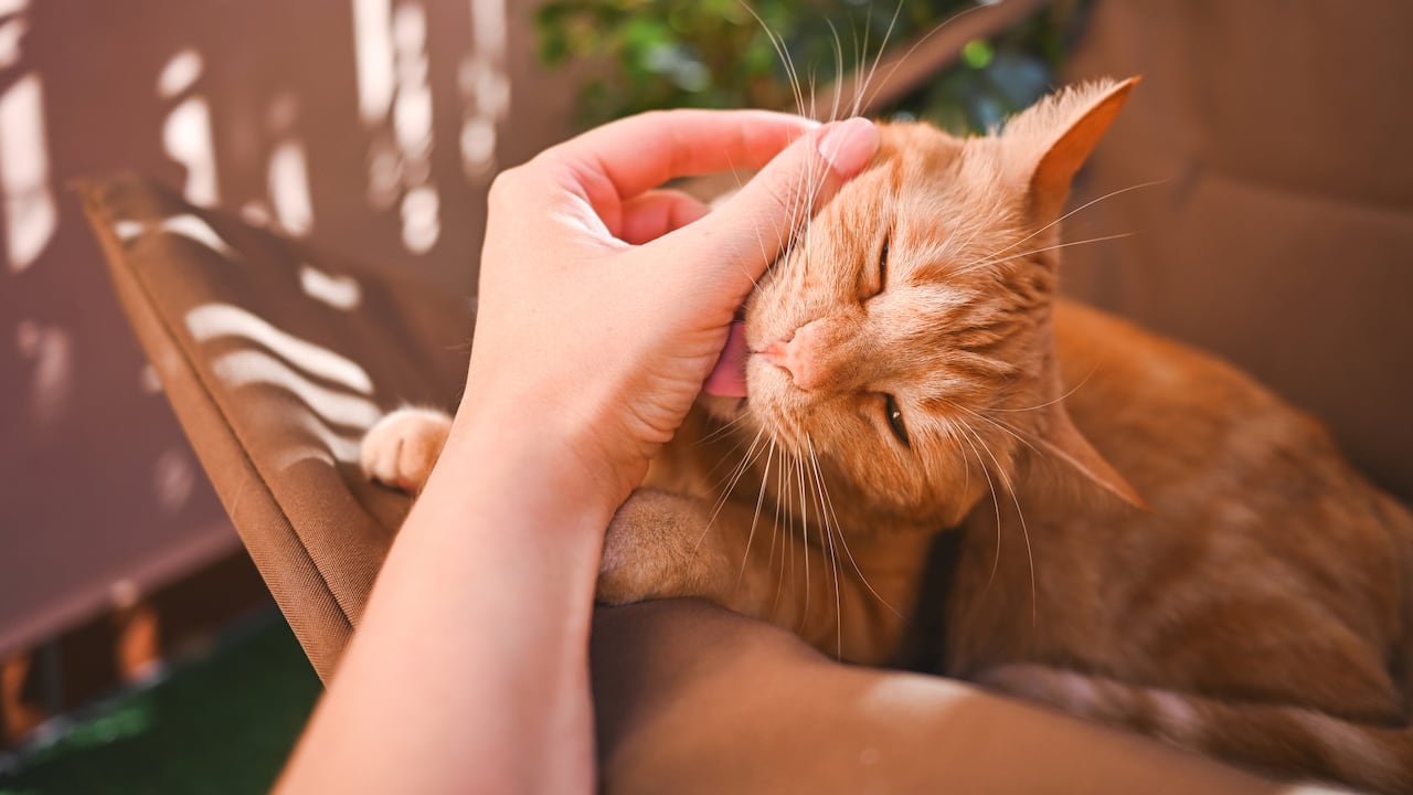 Una de las prácticas de los gatos es lamer a sus dueños.