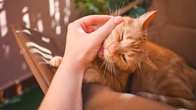 Gato lamiendo a su dueño