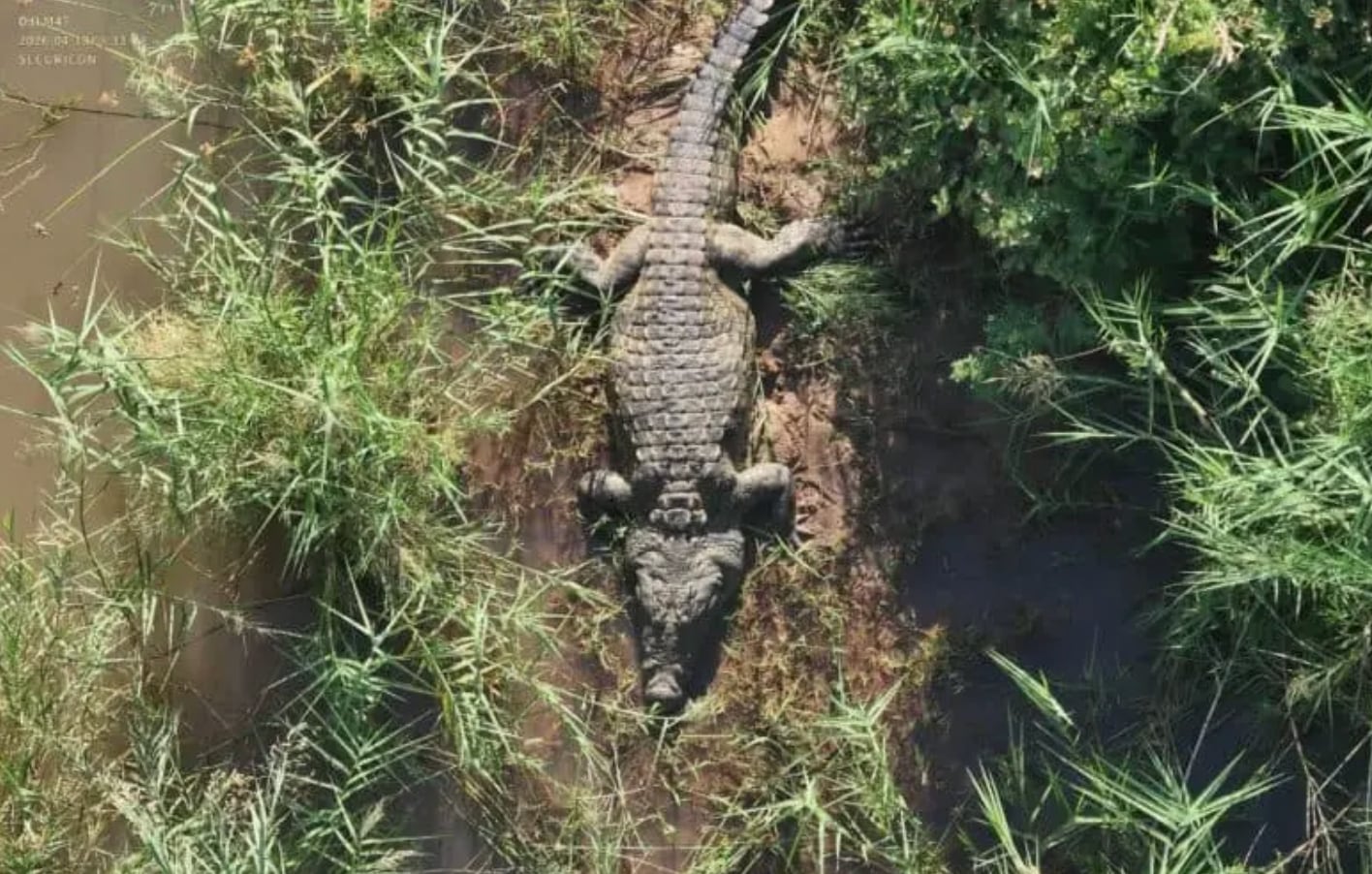 El cocodrilo había sido monitoreado y ubicado con éxito