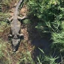 El cocodrilo había sido monitoreado y ubicado con éxito