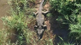El cocodrilo había sido monitoreado y ubicado con éxito