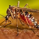 Alerta nacional por dengue en Colombia: el país supera los 123.000 contagios y registra 118 muertes en 2025.