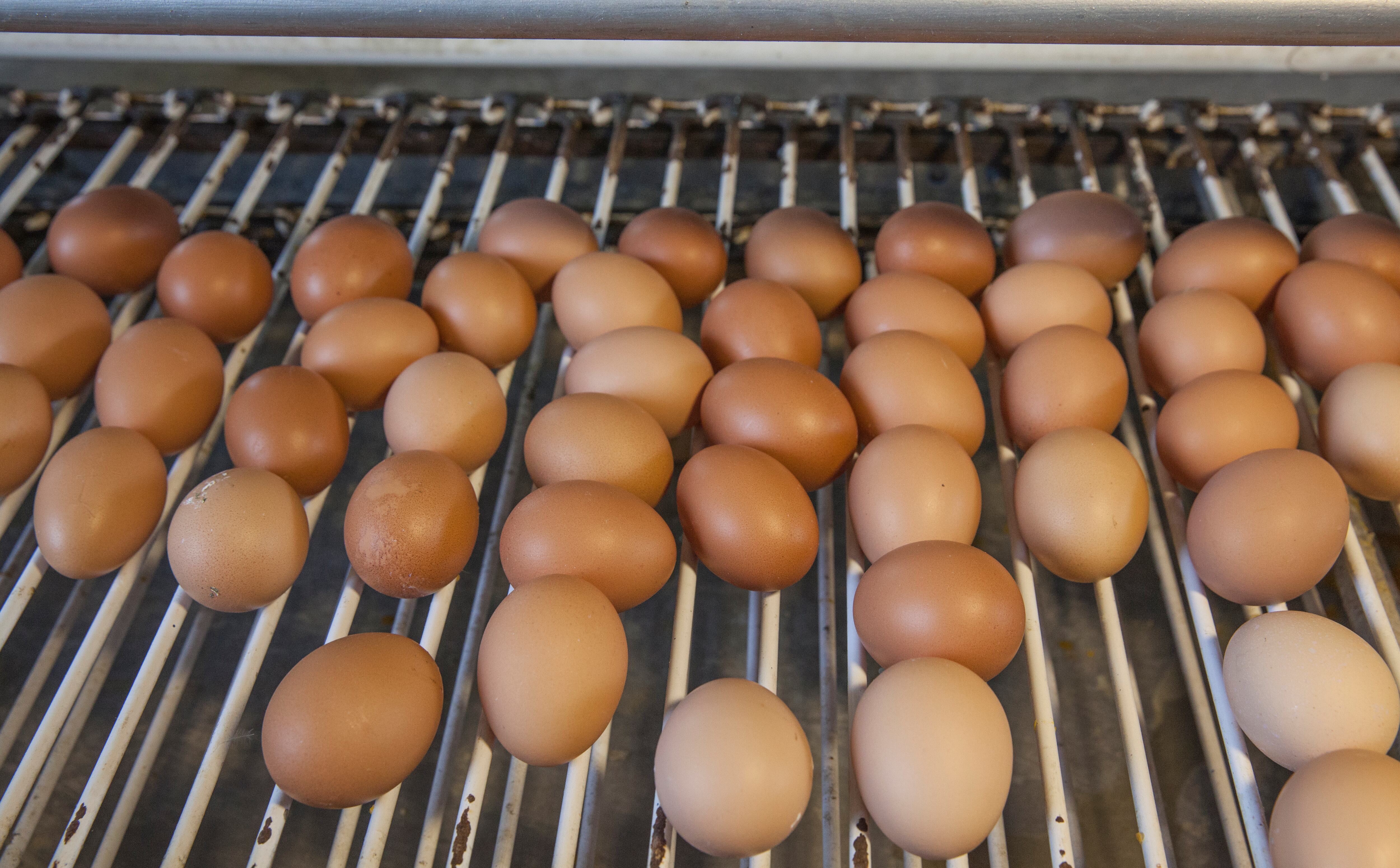 Durante los dos últimos años se han exportado 51,3 millones de huevos a Cuba.