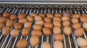 Durante los dos últimos años se han exportado 51,3 millones de huevos a Cuba.