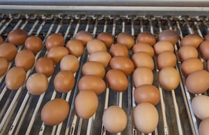 Durante los dos últimos años se han exportado 51,3 millones de huevos a Cuba.