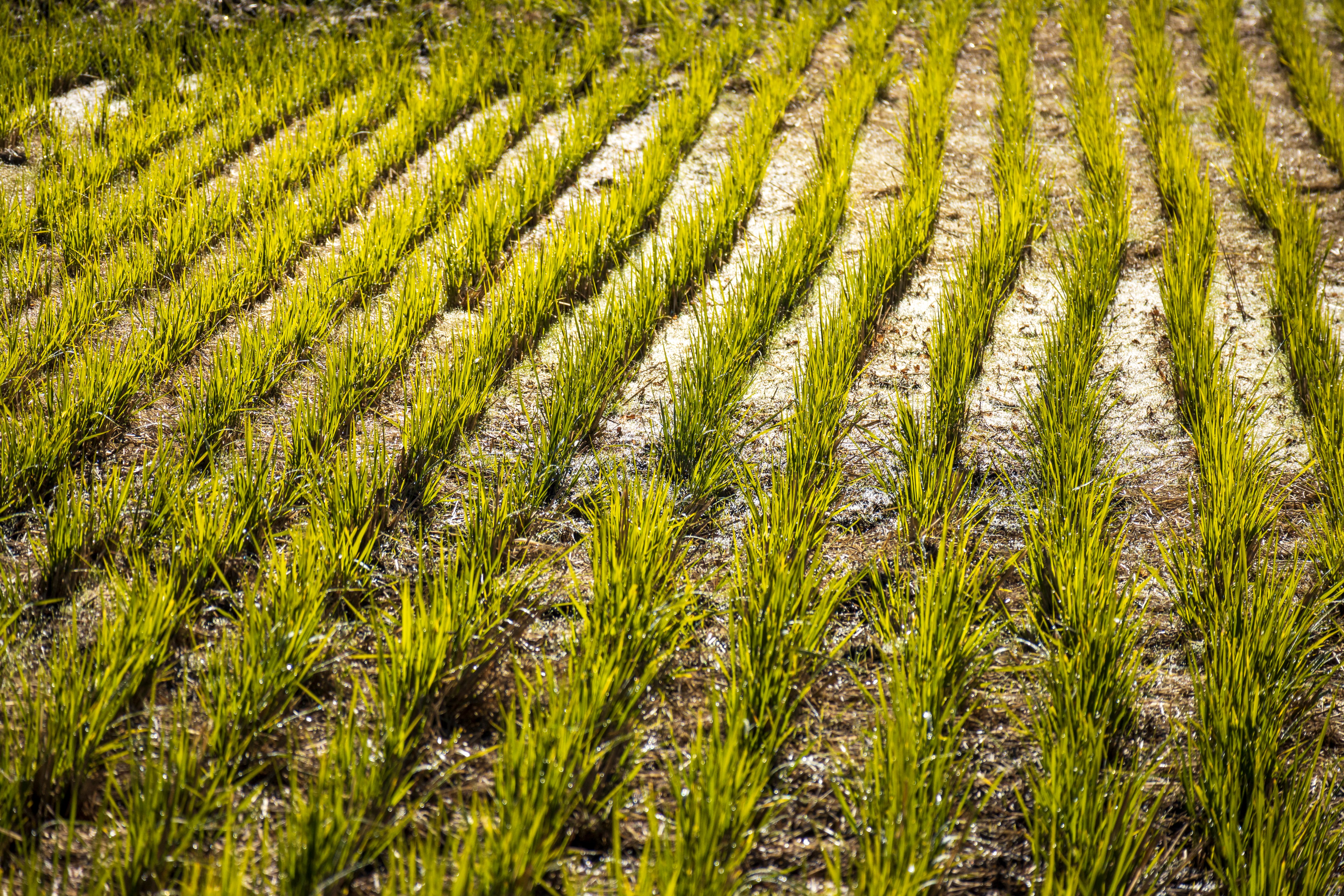 Negociaciones entre el Gobierno y los arroceros avanza, pero, no se ha llegado a ningún consenso.