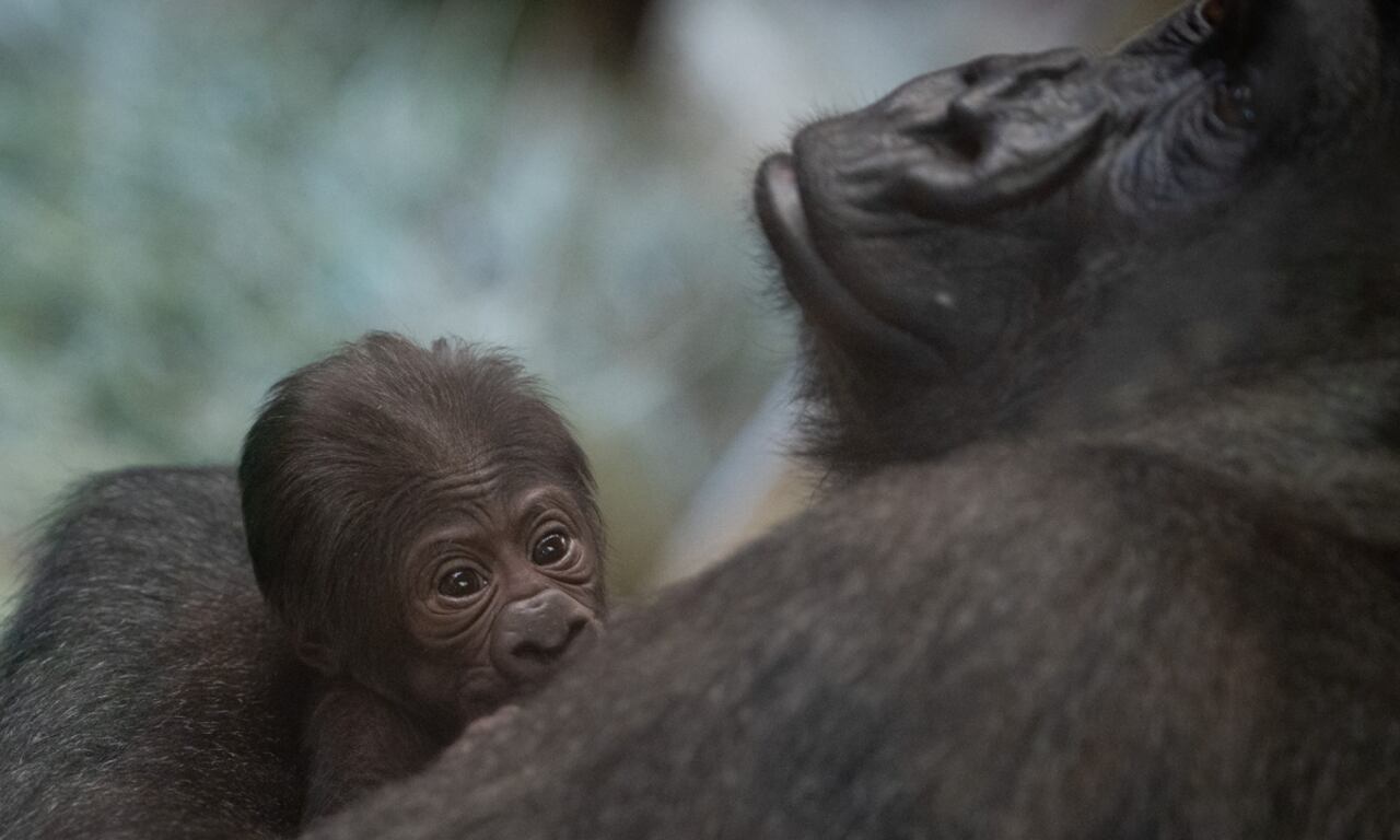 Los cuidadores explican que no se habían percatado del sexo del animal porque hembras y machos tiene un físico similar hasta los 8 años.