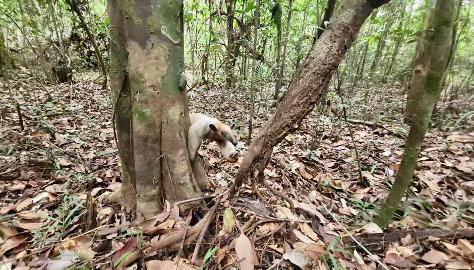 Oso Hormiguero rescatado en Vaupés