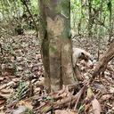 Oso Hormiguero rescatado en Vaupés