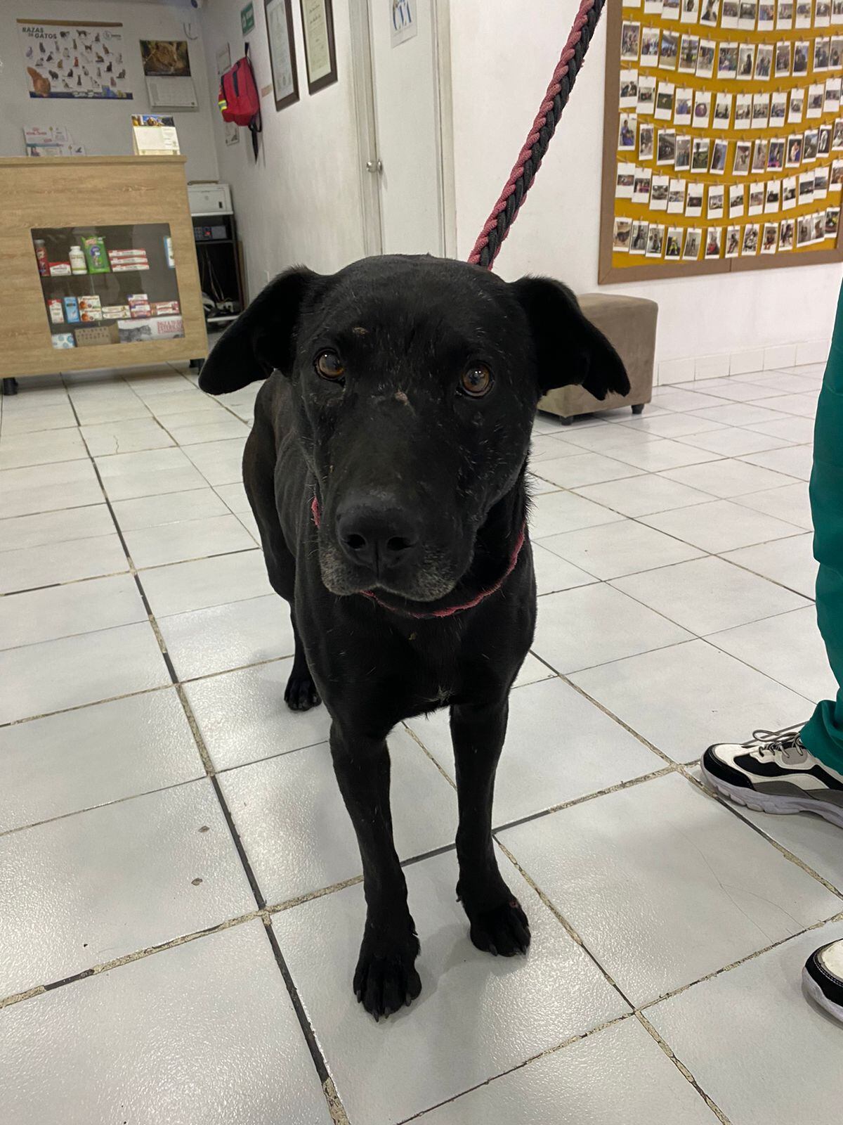 Tin Tin perrito desaparecido