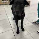 Tin Tin perrito desaparecido