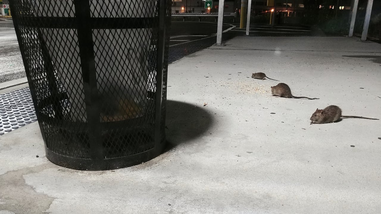 Ratas en Nueva York comiendo fuera del suelo cerca de un bote de basura